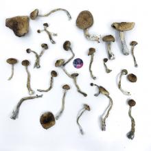 Купить Amazonian Strain 3.5 грамм