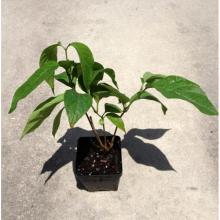 Купить banisteriopsis caapi саженцы (черенок)