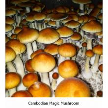 Купить Споры грибов Psilocybe Cubensis — Cambodian