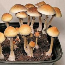 Купить Споры грибов Psilocybe Cubensis Guadalajara