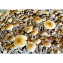 Купить Споры грибов Psilocybe Cubensis Blue Meanie
