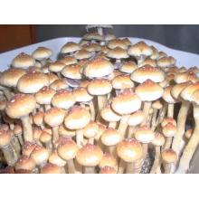 Купить Споры грибов Psilocybe Cubensis Creeper Mushroom