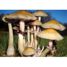 Купить Споры грибов Psilocybe Cubensis Brazil -Corumba
