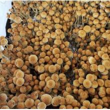 Купить Споры грибов Psilocybe Cubensis Psilocybe Cubensis Menace