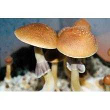 Купить Споры грибов Psilocybe Cubensis Fiji Mushroom