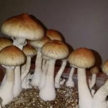Купить Споры грибов Psilocybe Cubensis Red Boy