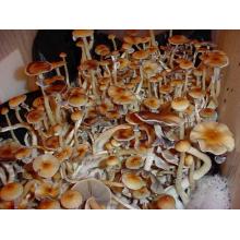Купить Споры грибов Psilocybe Cubensis PE6