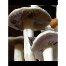 Купить Споры грибов Psilocybe Cubensis Mayan Masters